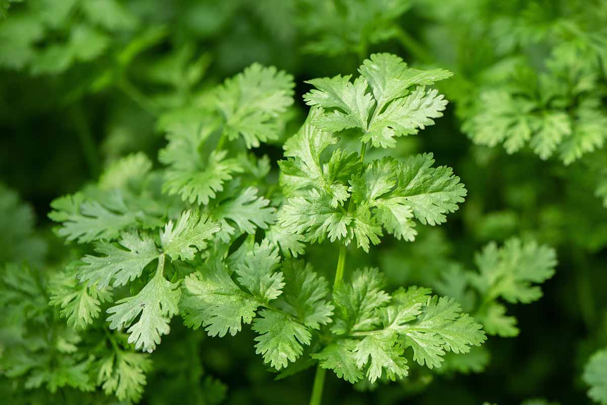 /storage/photos/30/Best-Cilantro-Varieties-Feature.jpg