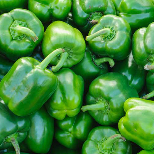 /storage/photos/30/fresh-green-capsicum-1568113884-5074396.jpeg