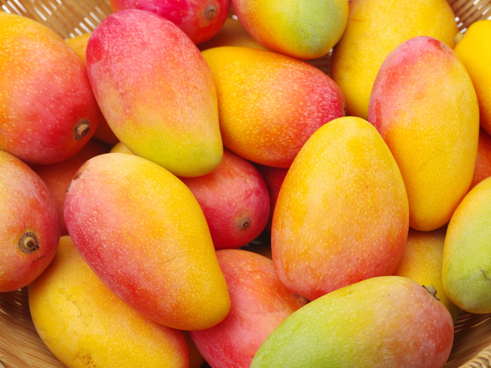 /storage/photos/30/lots-of-mangoes.jpg